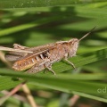 Field Grasshopper Chorthippus brunneus Alan Prowse